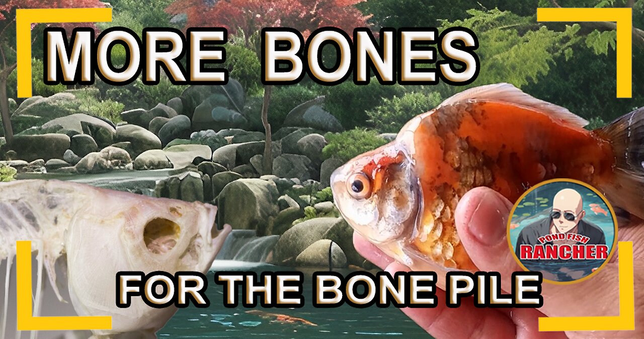 My goldfish died, I'm going to try and preserve them