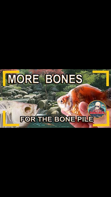 My goldfish died, I'm going to try and preserve them