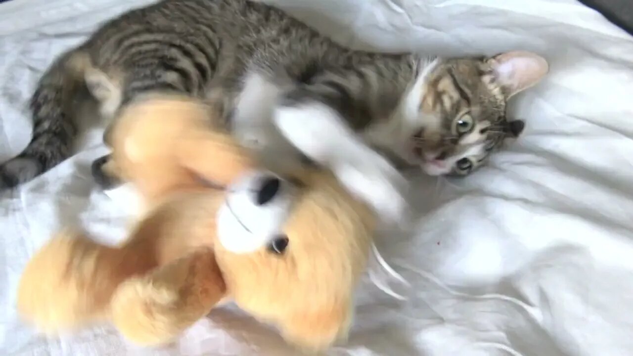 Cat Attacks a Bear