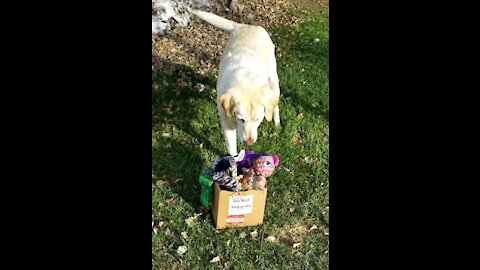 The Turtles and Three-legged RILEY and her Chew Toys are "Happy Together"