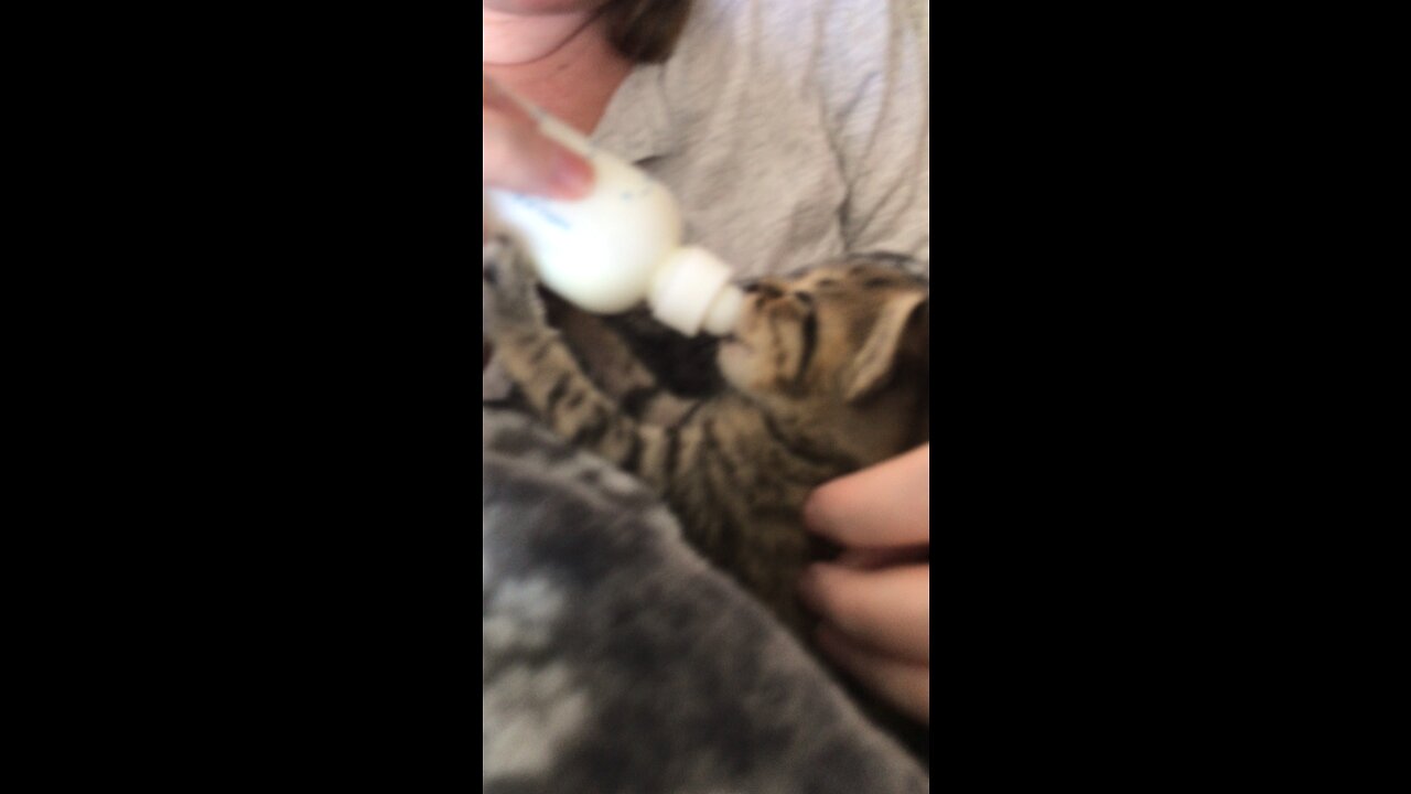 Baby kitten eating!