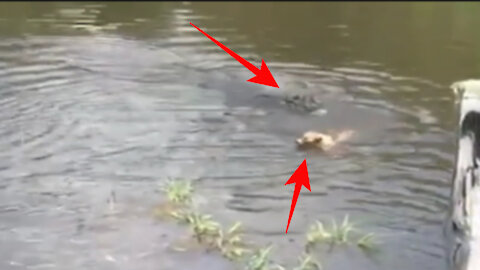 JACARÉ ATACA CACHORRO EM RIO