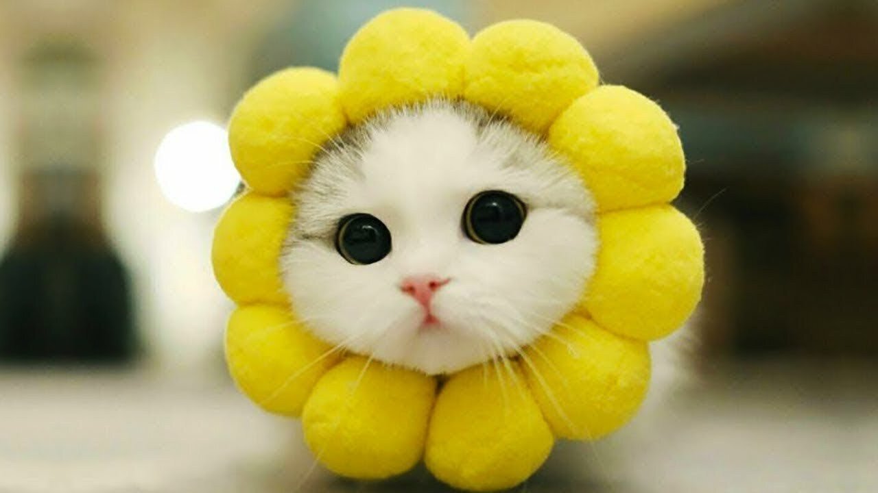 Baby Pets | Cute and Funny Pets Videos Compilation