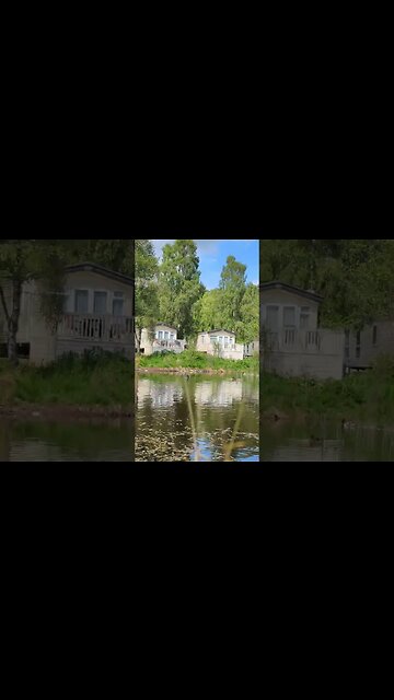 duck duck goose #tiktok #tiktoktrend #birds