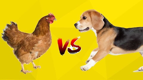 Chicken VS Dog Fight at street - Funny Dog Fight Videos