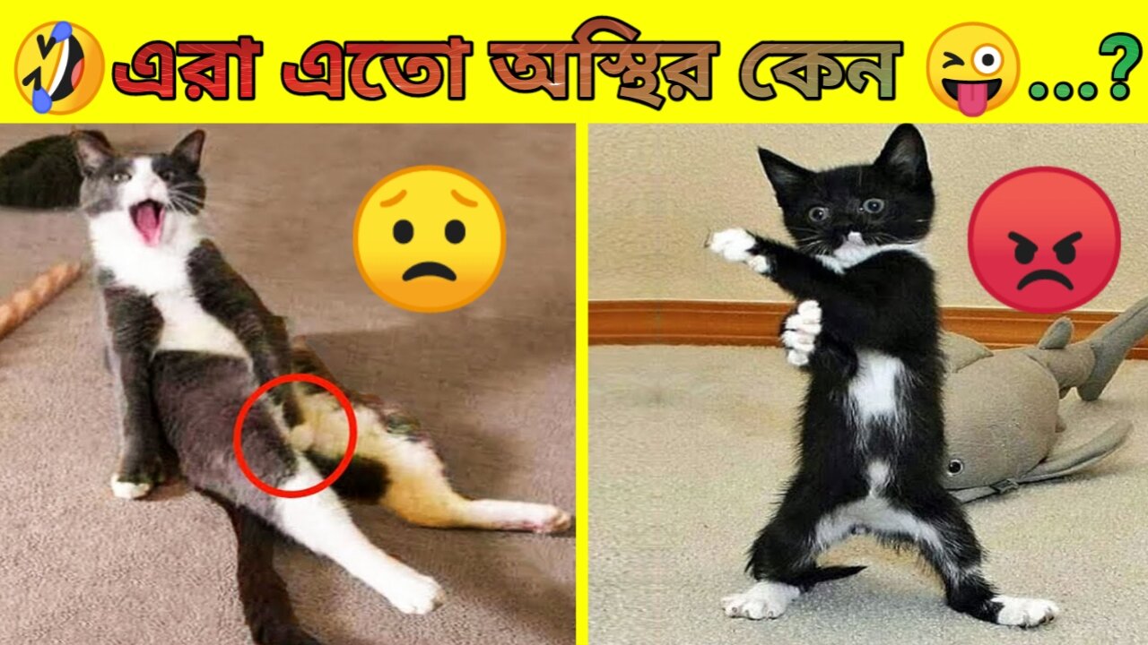 Funny animals moment | funny video | tiktok video | dhbd entertainment