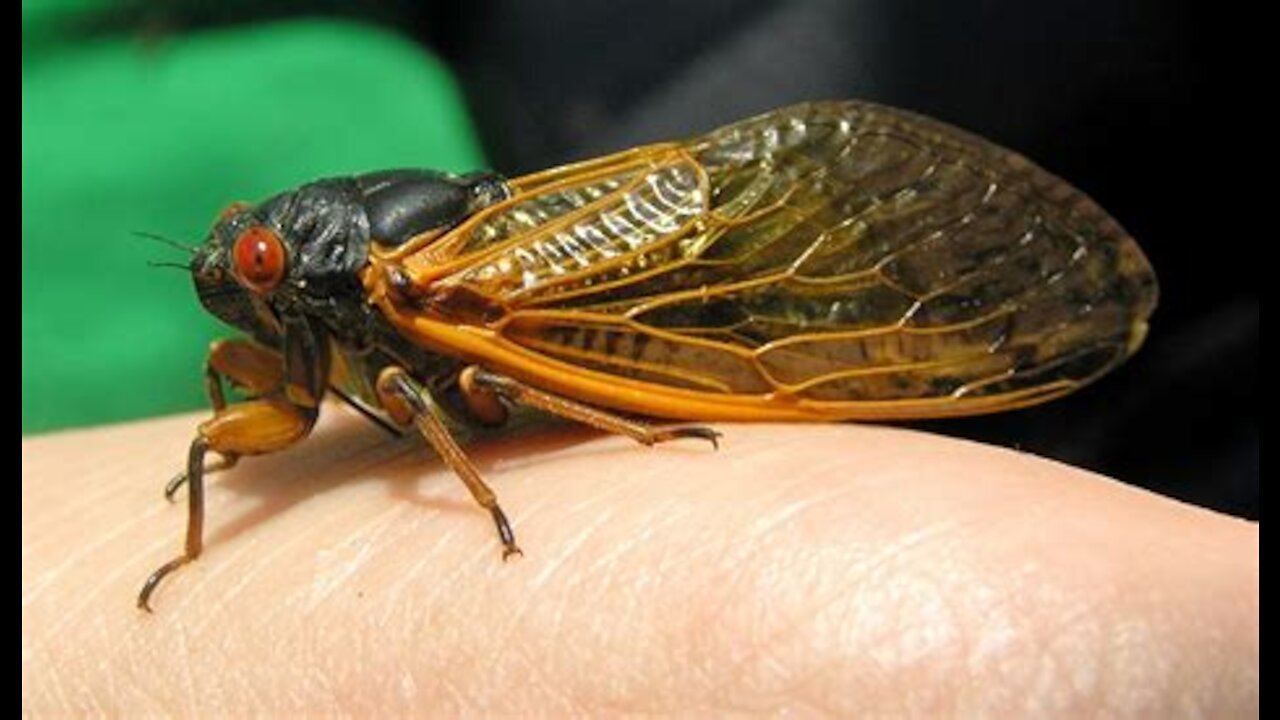 REVENGE OF THE BUGS: Massive Cicada Attacks Joe Biden