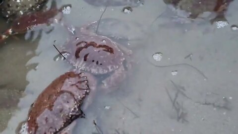 Angry crabs 🦀 tide pools fighting 9