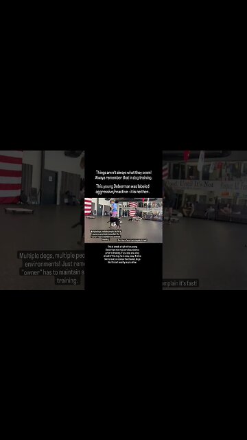 Reactive Doberman, learning a new way...#Doberman #dogtrainer