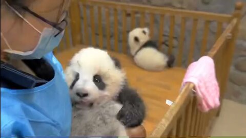 cute baby pandas