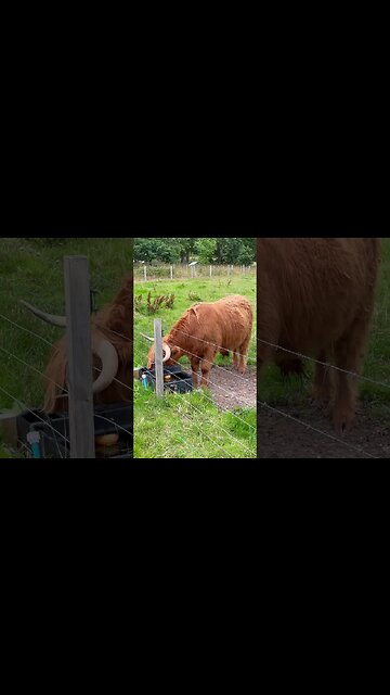 Highland Cows #Scotland