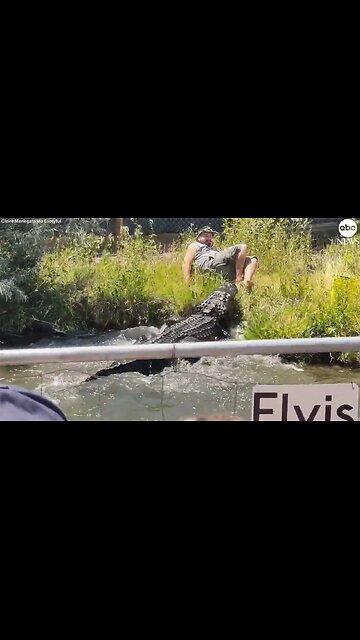 Worker dodges hungry alligator by inches during feeding time at reptile park