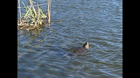 Big Turtle in my Lake