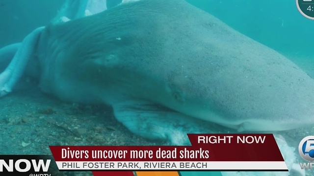 Divers uncover more dead sharks