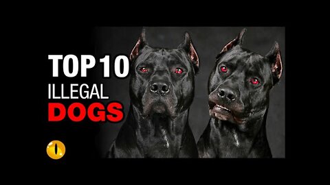 TOP 10 ILLEGAL DOG BREEDS THAT ARE TOO SCARY TO PET