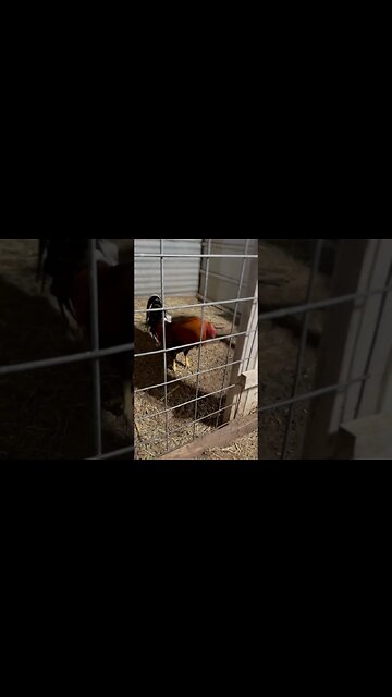 Asil/YLH @ LivingWaterFarms247