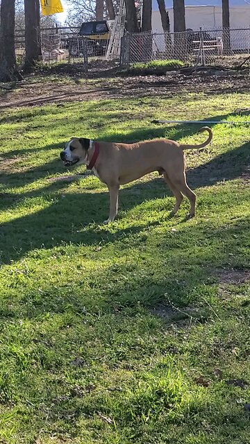 Keeko doing his "Git-Git"