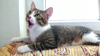 Amusing Kitten Moves His Head from Side to Side