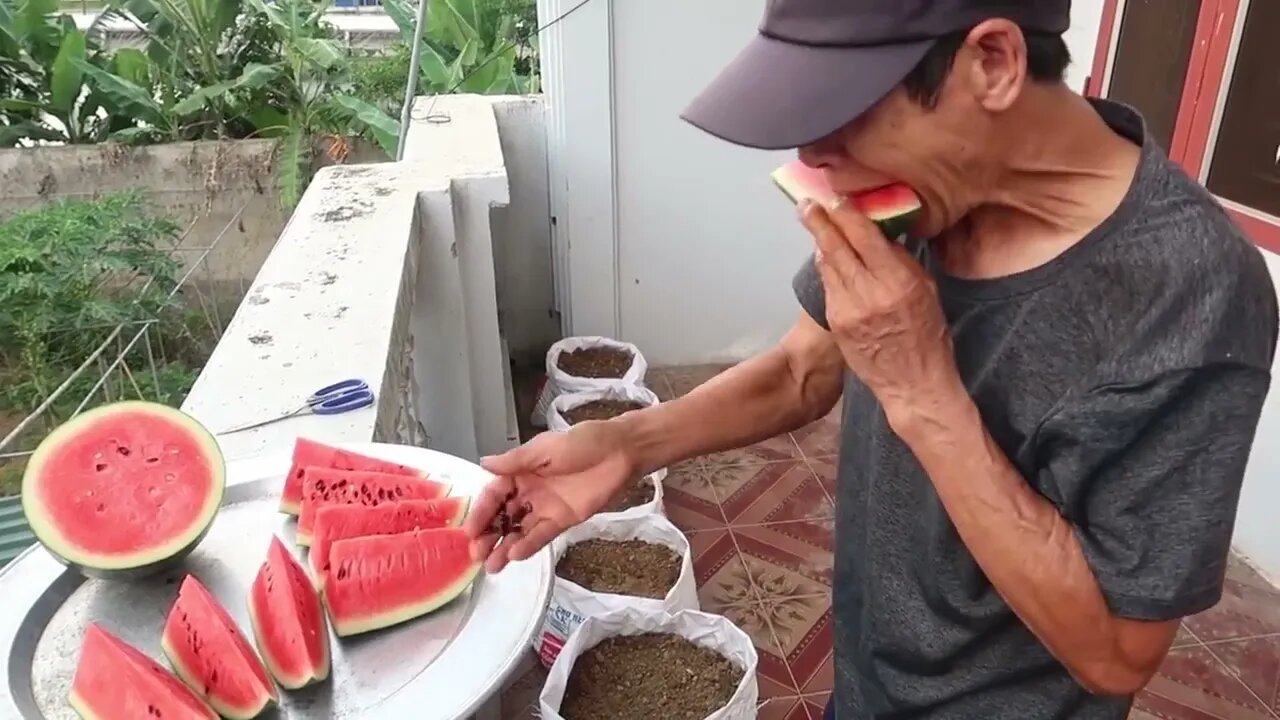 How To Grow Watermelon at Home Easy for Beginners