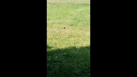 Baby Spider in bushes.