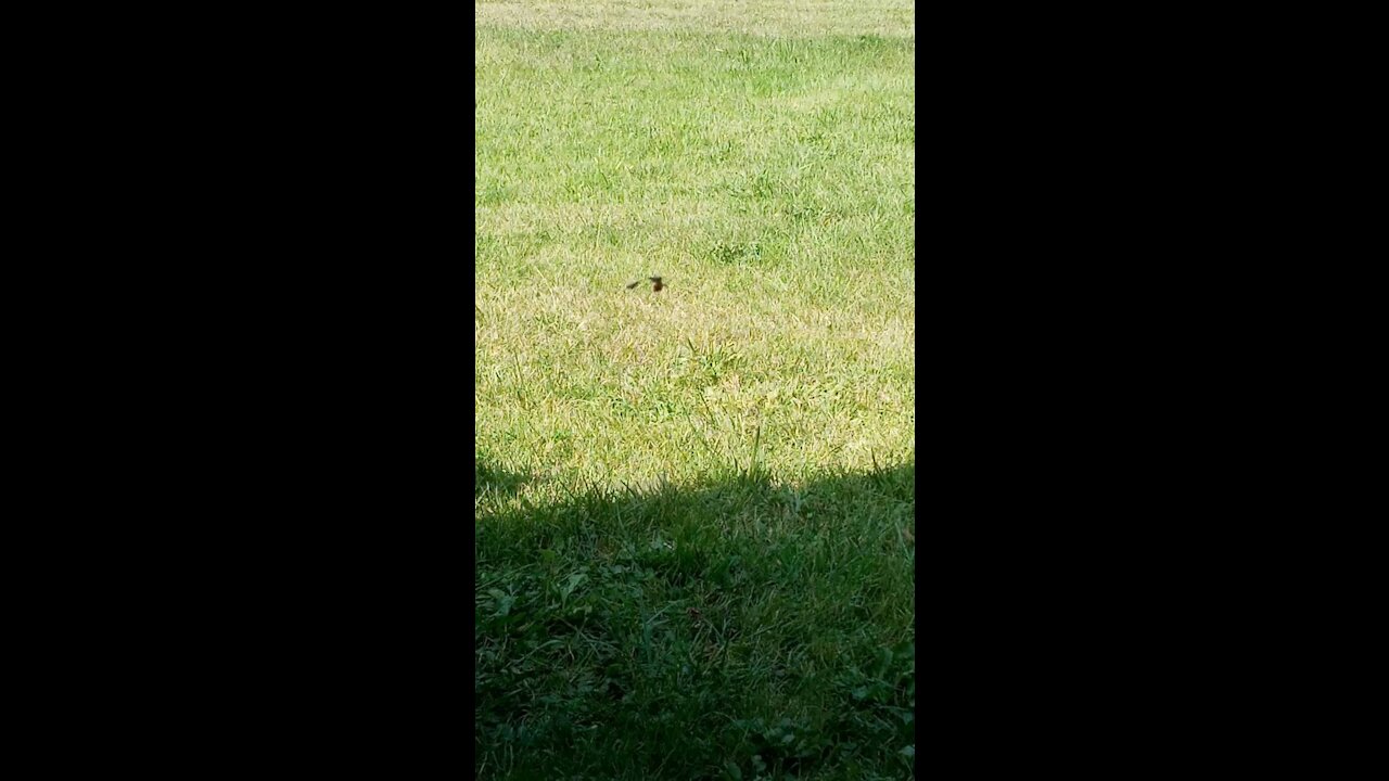 Baby Spider in bushes.