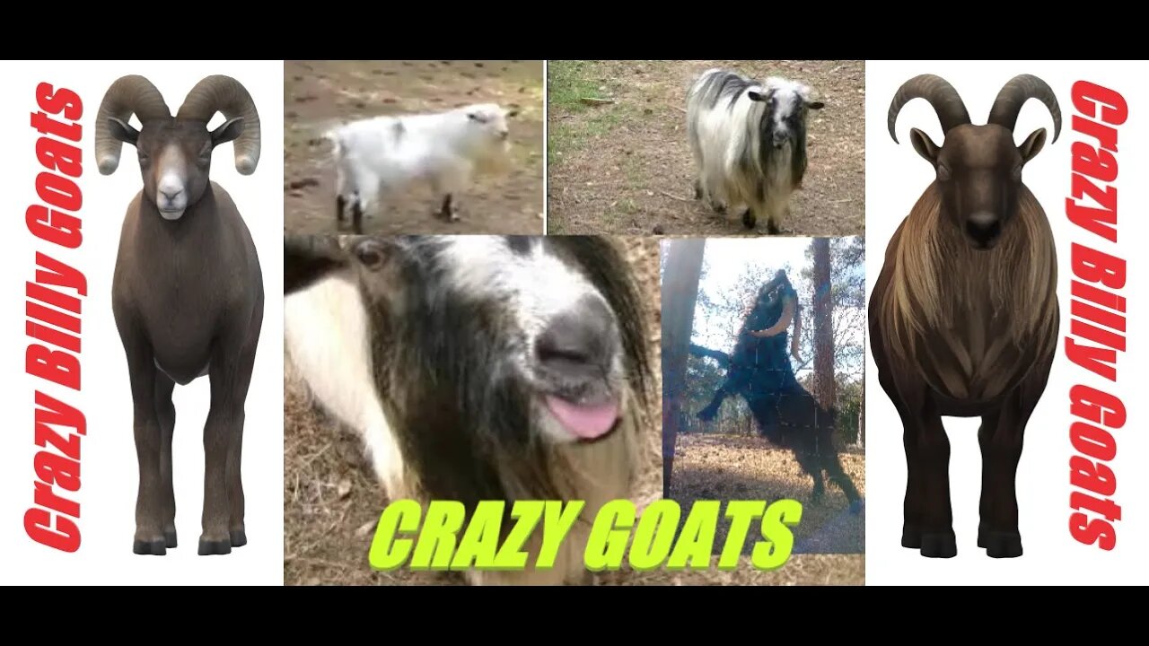 Two crazy Billy goats chasing me yelling like humans & headbutting.