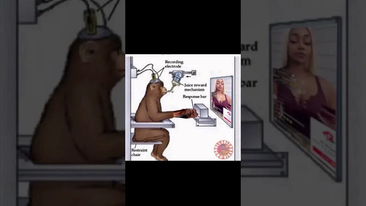 monkey brain