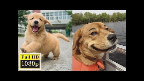 Funny and cute dogs videos of all time that make you laugh out loud 💛