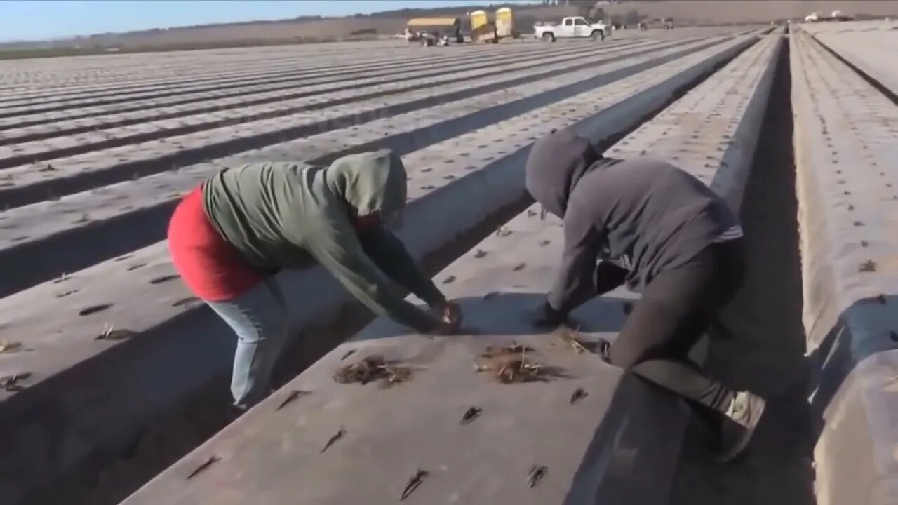 How To Produce Billions Of Strawberries In California