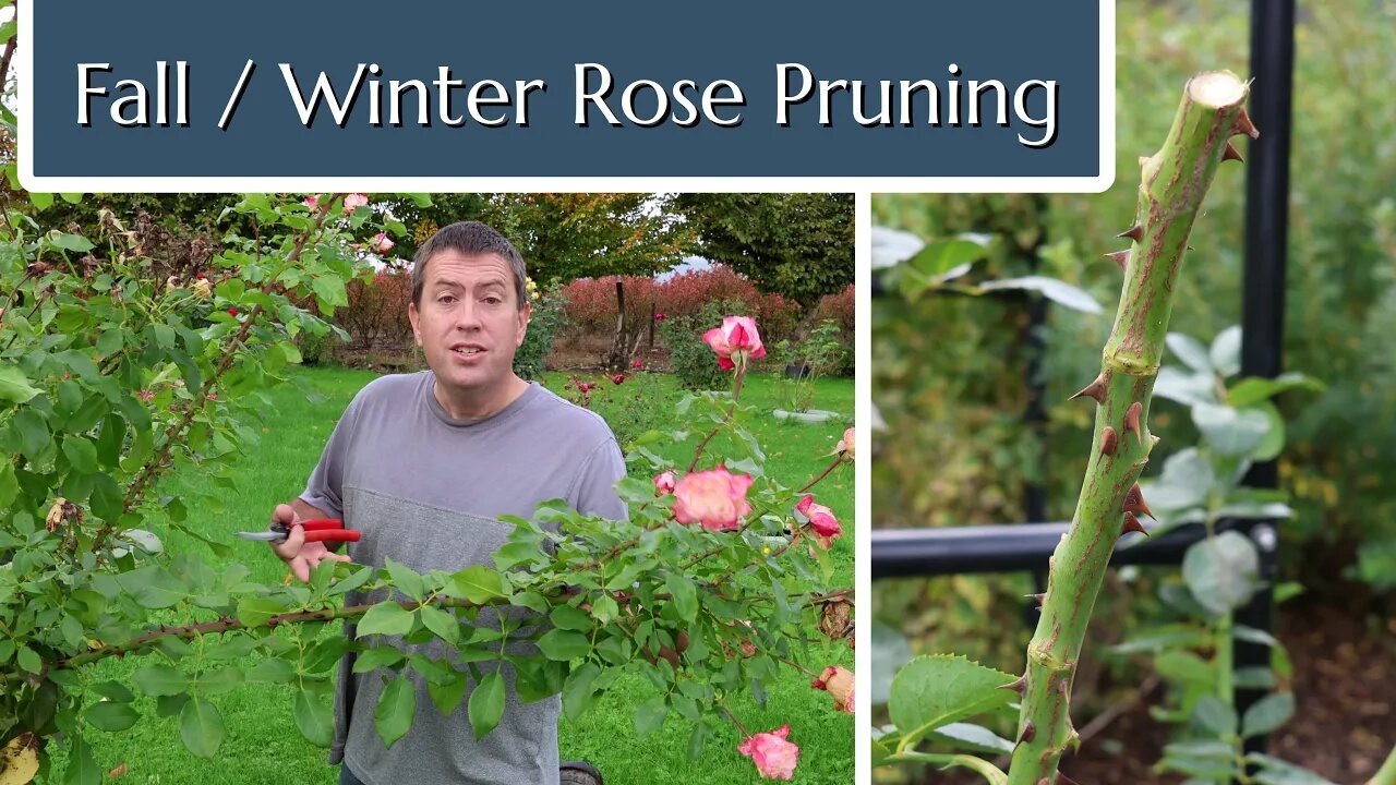 Fall and Winter Rose Pruning