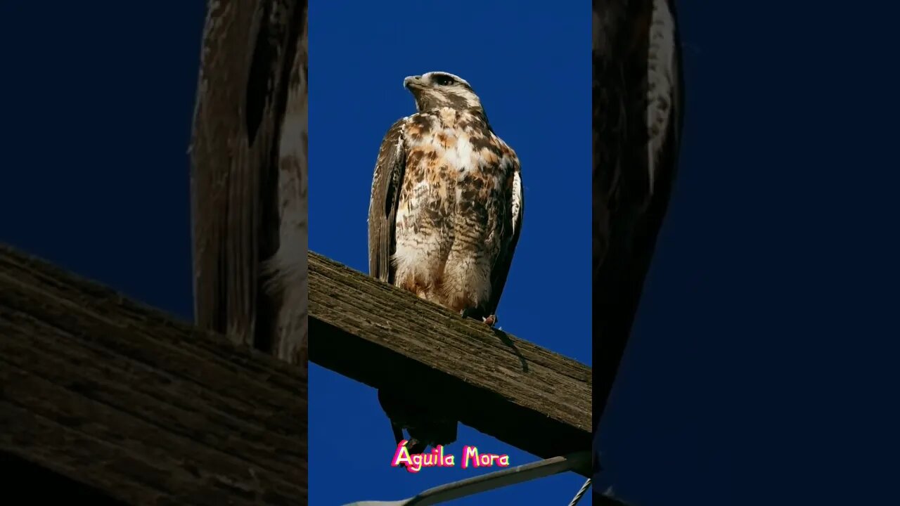 Aves del #uruguay Uruguay: Águila Mora