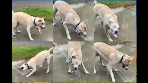 Playing My Dog In The Garder Rood With water And Very Happy My Dog