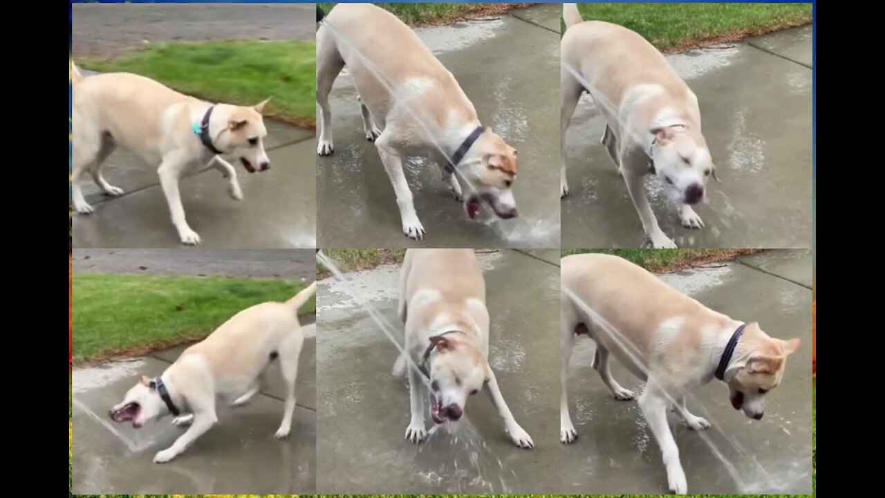 Playing My Dog In The Garder Rood With water And Very Happy My Dog
