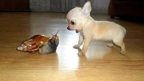 Video jokes about animals. Cats dogs