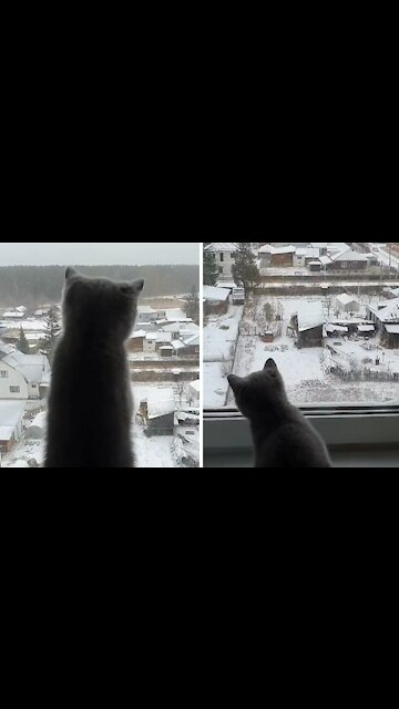 Playful Kitten Fascinated With The Mesmerizing Sight Of Snowfall