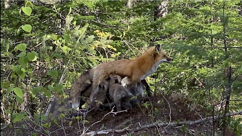 Renards Lucien Rancourt