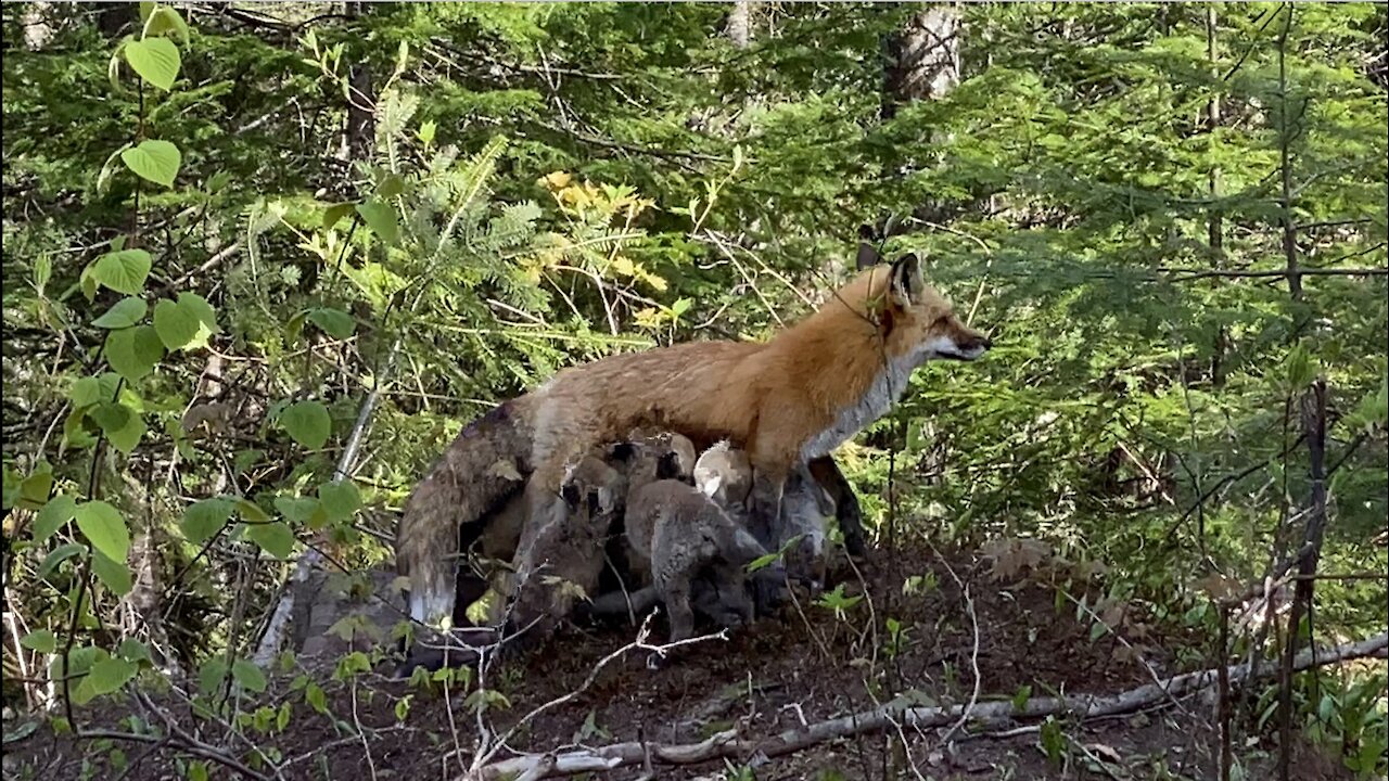 Renards Lucien Rancourt