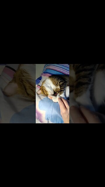 Grabbing the Cat Paw