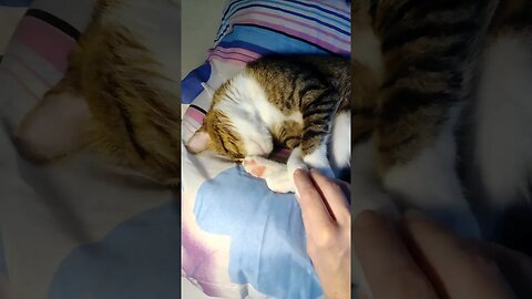 Grabbing the Cat Paw