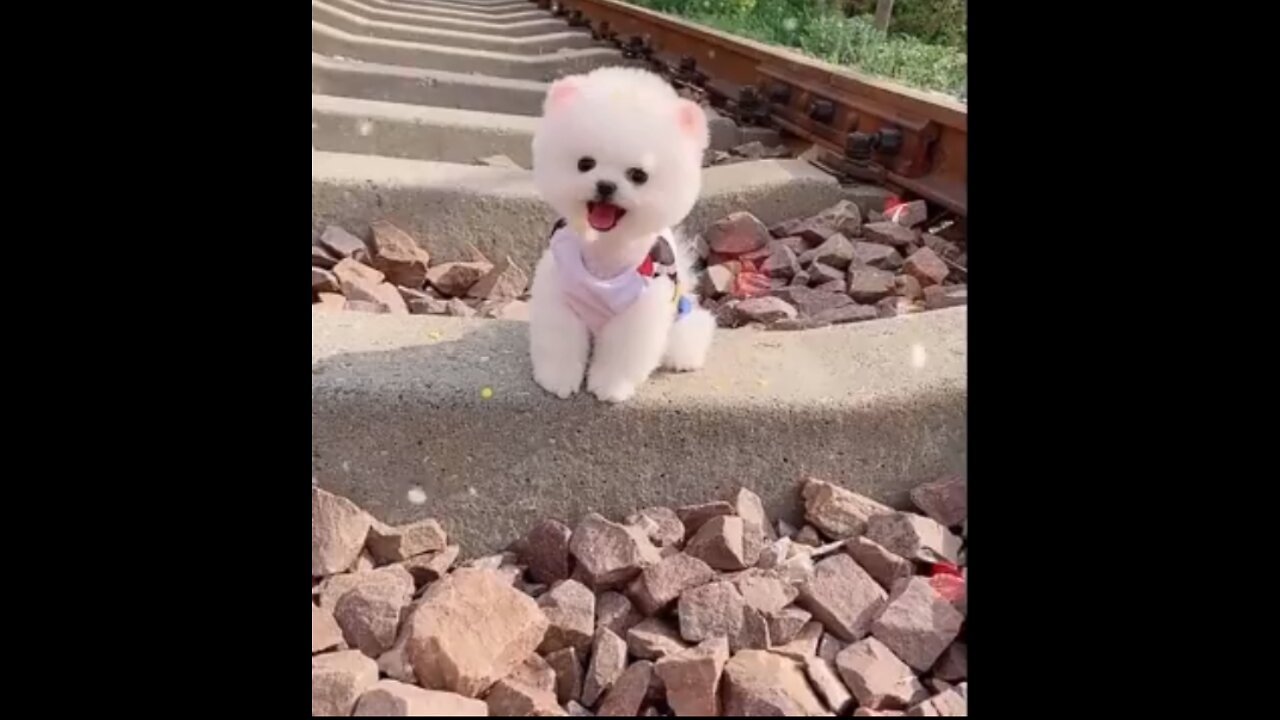 Baby dog playing,Cute dog