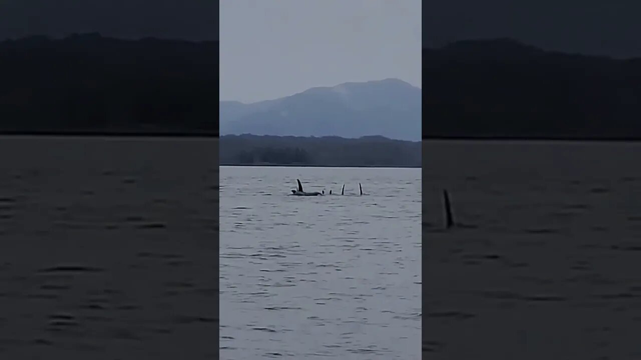 Killer Whales on Haida Gwaii Today