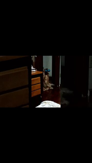 #dogshow, #amimals, #dogs, #shorts