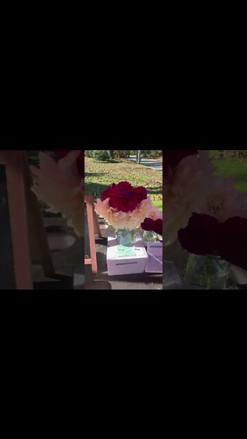 #Dalia #flowers #farm #Ct #Connecticut #beautiful #fresh #freshcut #color #favorite #freedom