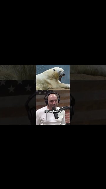 Joe Rogan on polar bears attacking people - Polar Bear facts #shorts