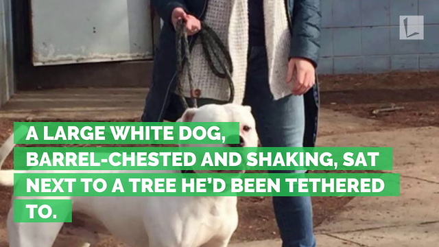 Dog Found Tied to a Tree Shaking, Abandoned in the Cold with Note from Owner