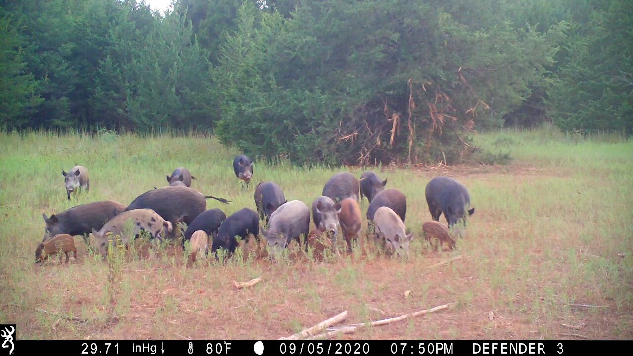 09.05.2020 Smith Ranch Hogs Game Cam