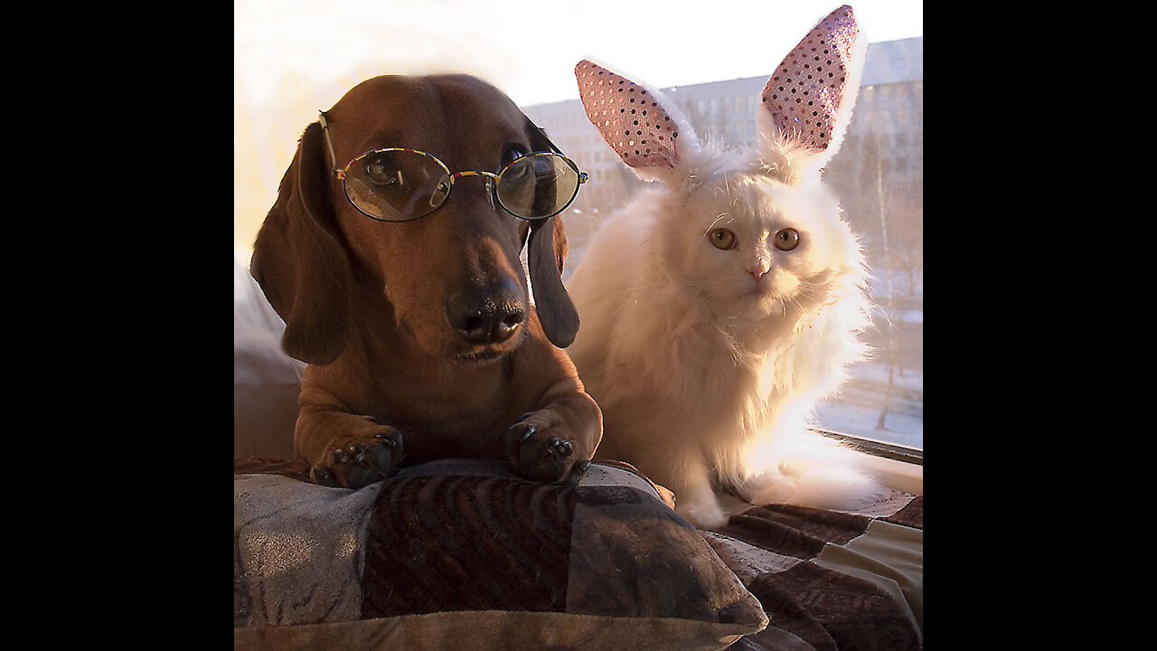 Incredibly funny reactions of cats and dogs in their lives