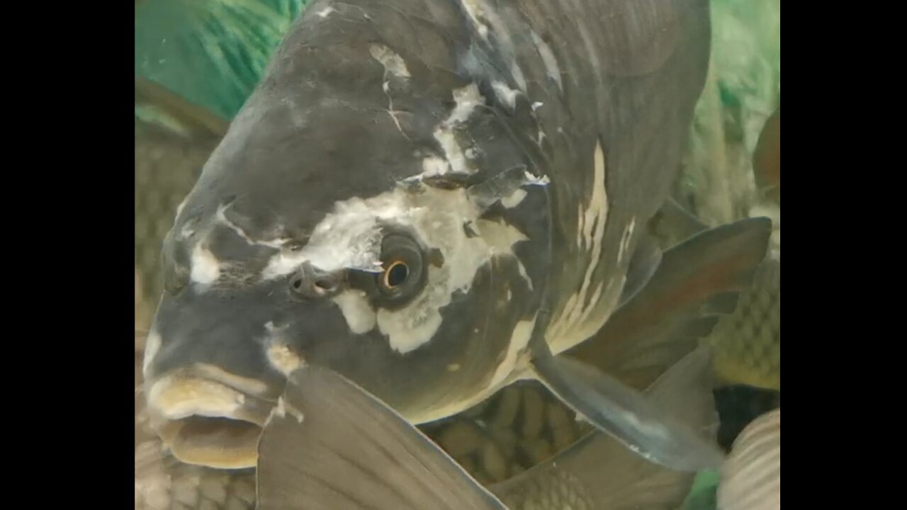 Fish bite each other in the face / Pathetic fish