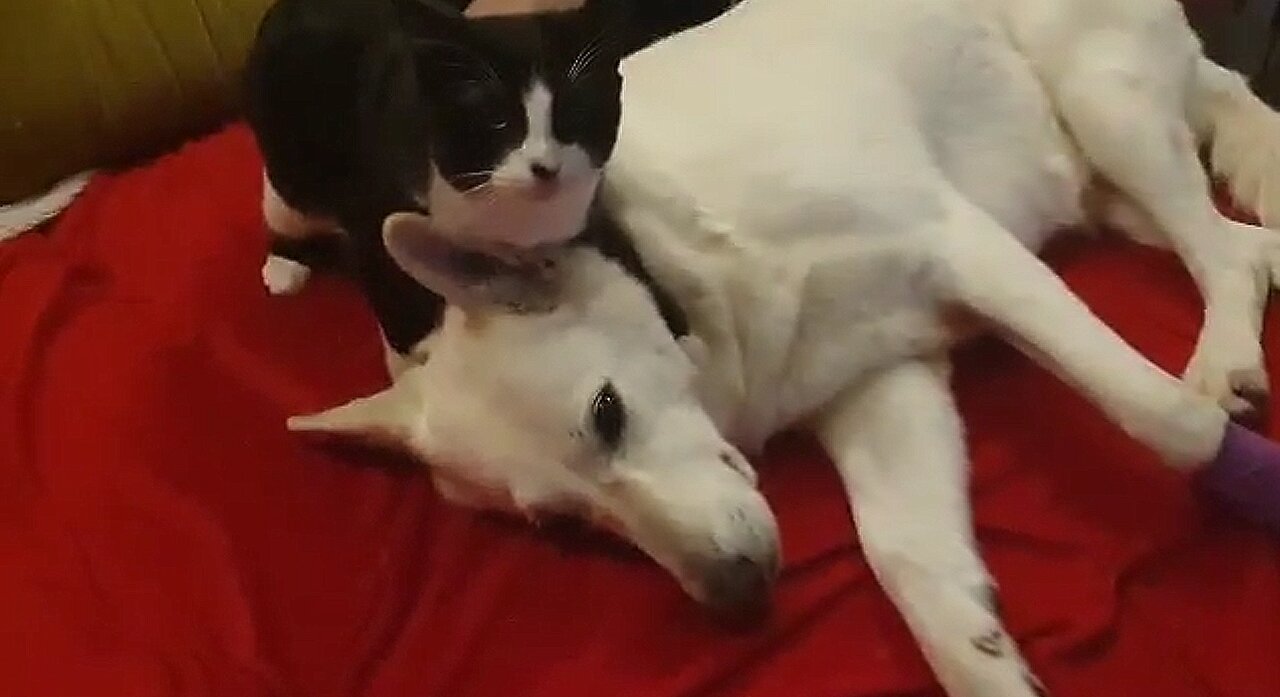 How a White Shepherd and a Cat Became Best Friends