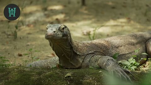 12 Interesting Komodo Dragon Facts